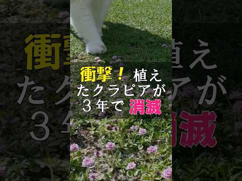 園芸 パープル ストリーム サーカス