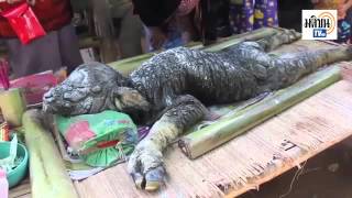 Буйволица родила неизвестное существо в Таиланде - Видео онлайн
