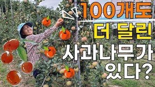 한나무에 100개도 더 달린 사과농사 사과재배 - Apple farming