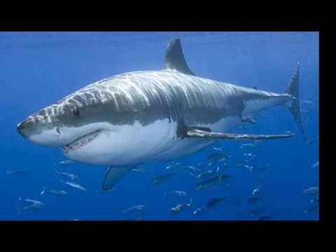 Types of SHARKS All About Sharks for Children Animal Videos for Kids |Kids Educational Videos|NoNaTV