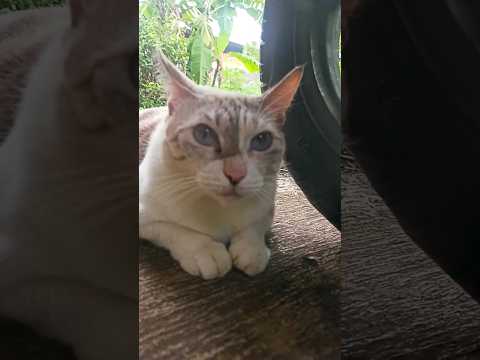 Ngambek mulu moy 😅 #funnycats #cats #kucinglucu #kucinggemoy #subscribe