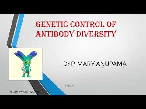 Genetic Control of Antibody Diversity / Secretion of Antibodies