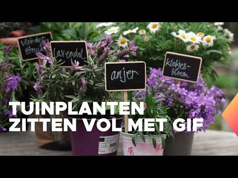 Driekwart insectvriendelijke tuinplanten blijkt giftig voor insecten