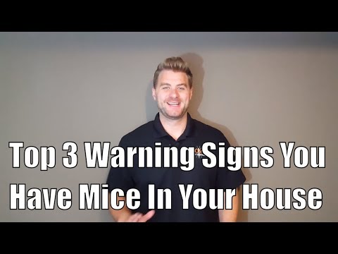 Top 3 Warning Signs You Have Mice In Your House