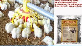 poultry feed additives manufacturer 919999693322