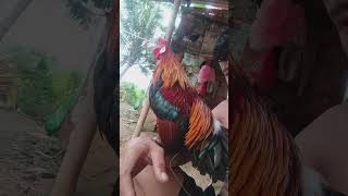 Download lagu Kokok pikat sepesial ORI tua. mp3