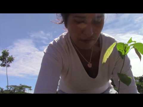 Regenerate the Amazon!