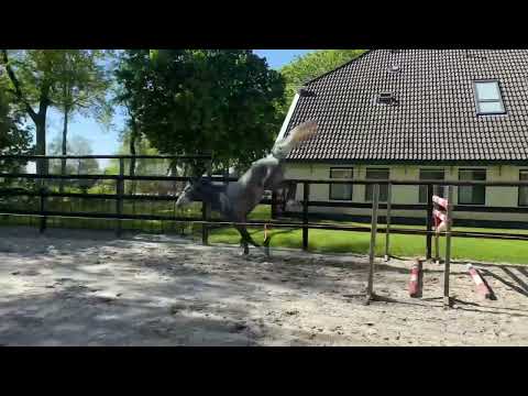 3 yr old Diarado -Zirocco Blue - Cardento