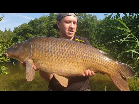 WIELKIE KARPIE I AMURY Z PŁYTKIEJ WODY /Big Fish/The Cammon #RidgeMonkey i #SolarTackle