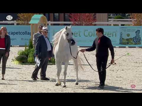 N 41 BIANCA AL   Prague 2020   Intercup   4 6 Years Old Mares Class 7