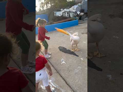 لما بناتك يكونو بحبو الحيوانات🤣 #twins #animals