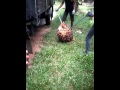 Cara Loding Buah Sawit Yg Baik Menurut Anda Gimana
