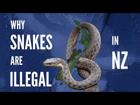 image-Does New Zealand have venomous snakes?