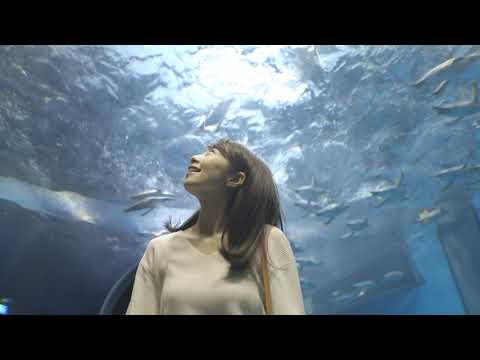 やまぐち映像図鑑 NO.072 市立しものせき水族館（海響館）［下関市］ | Kaikyo-kan Aquarium [ Shimonoseki-city ]