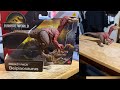 Jurassic World Rebirth Frenzy Pack Beipiaosaurus Unboxing Review