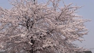 preview picture of video '京都 岩倉東公園･岩倉川の桜 Cherry blossoms in Iwakura, Kyoto(2014-04)'