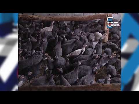 Morke u najvećem jatu od 1000 komada - najbolja supa kod nas