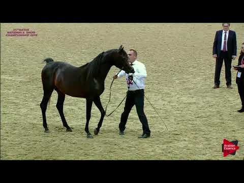 N.304 AMAAR AL NASSER - 21st Qatar National 2018