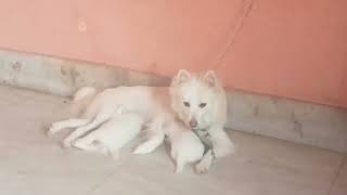 Spitz Puppies Videos