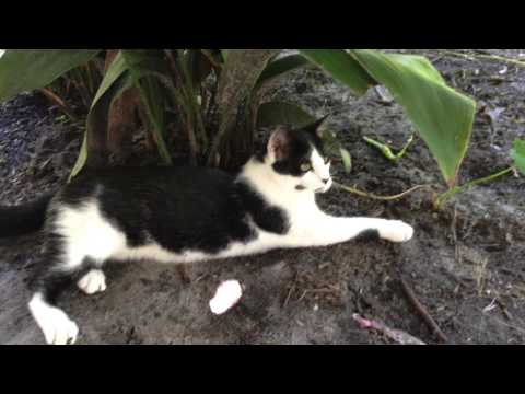 YouTube video about: Will feral cats kill chickens?