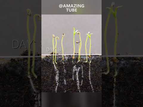 , title : 'Growing tomato plants #timelapse #amazingtube'