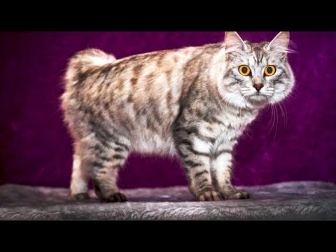 INTERESTING FACTS ABOUT CYMRIC CAT