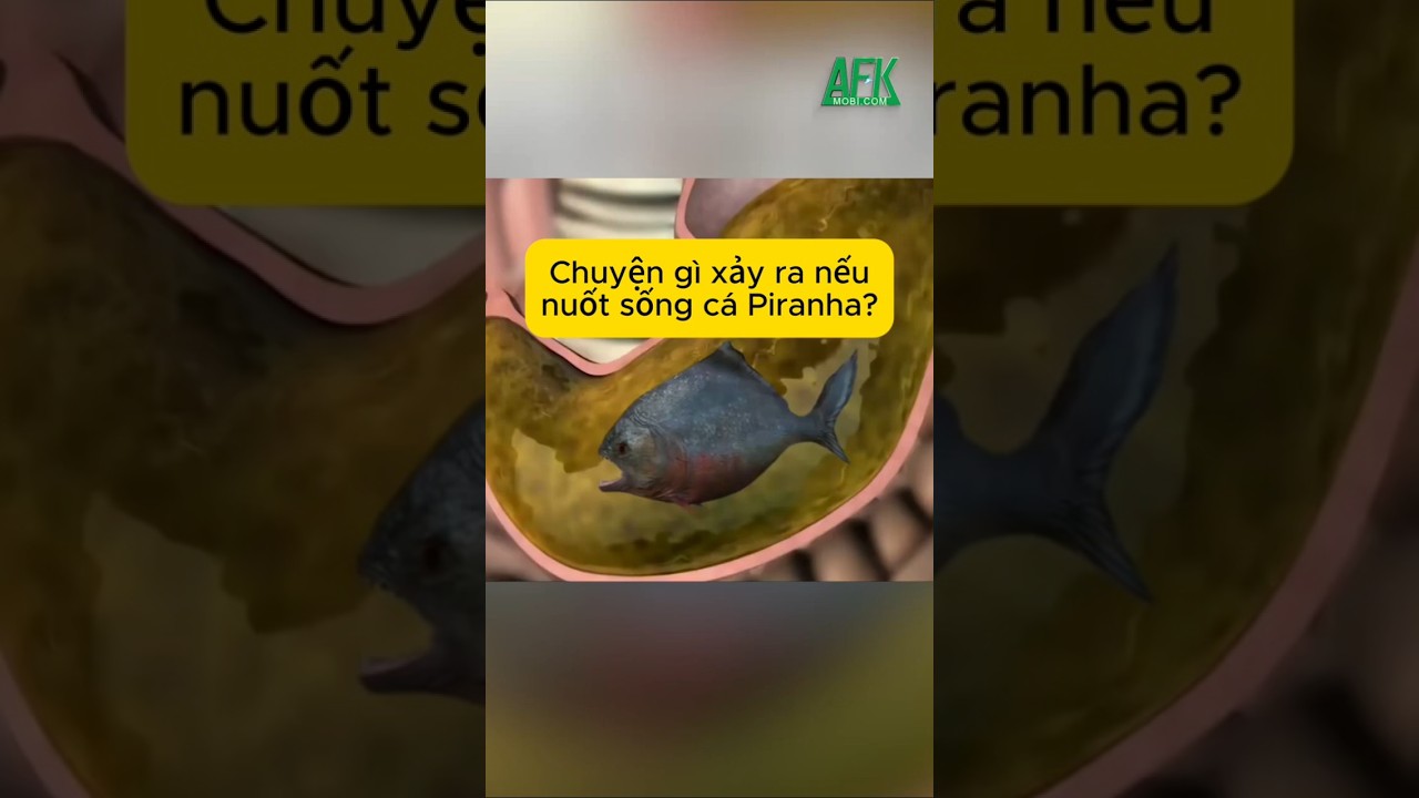 Chuyện gì xảy ra nếu bạn vô tình nuốt sống 1 con cá Piranha?