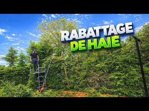 Cette haie n'avait été taillée que 4 fois en 20 ans — je ne m'attendais pas à ça