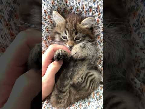 catlevar #shorts #viral #cat #catlover #beautiful #shortvideo #fashion
