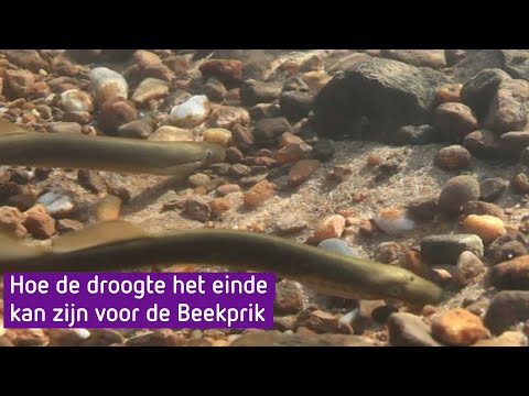 BuitenGewoon 2 mei 2020 - De beekprik slachtoffer van de droogte