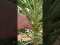 Kale Harvest