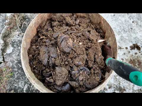 African Night Crawler  (ANC) feeding with easy casting collection set up