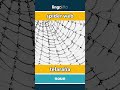 spider web - telaraña video thumbnail