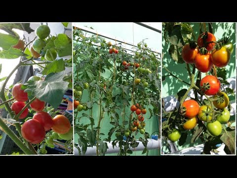 , title : 'Omset Ratusan Juta Dengan Berkebun Tomat Hidroponik'