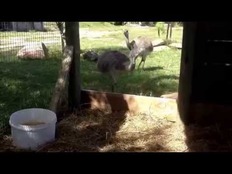 Los Ñandues (chicos)