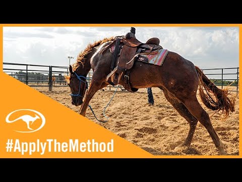 Problem Horse Training Tree