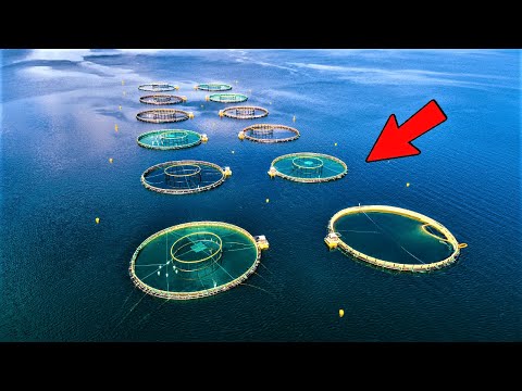 The BIGGEST Fish Farm In The World
