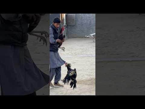 Are you asking about rooster fights in general, their history, #rooster #roosteranimal