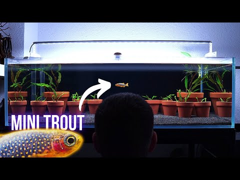 I made UNDERWATER GARDEN AQUARIUM for CELESTIAL PEARL DANIO | BREEDING FOR PROFIT