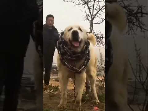 monster alabai #shorts #monster #alabai #king #shortfeed #youtubeshorts #viral #trending #dog