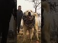 monster alabai #shorts #monster #alabai #king #shortfeed #youtubeshorts #viral #trending #dog