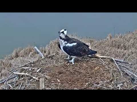 2019 03 23 Alarm calls | Boulder County Osprey Cam