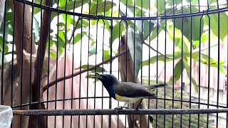 Download lagu MASTERAN SOGOK ONTONG GACOR FULL NGEBREN ISIAN CIBLEK mp3