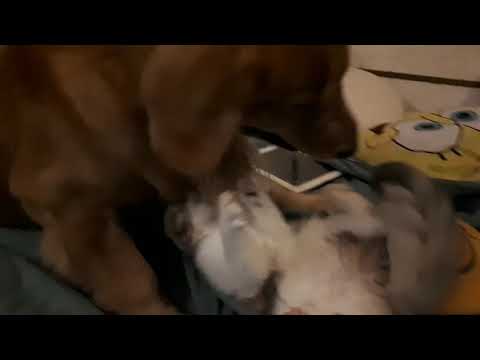 Golden Retriever play with kitten