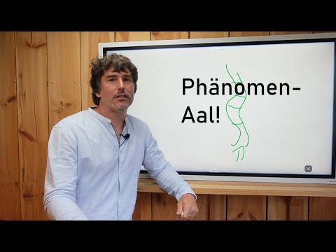 Fish of the month, what you MUST know about the eel!