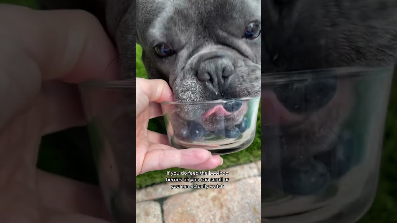 Blueberries for French Bulldogs Can They Eat Them? Fruit Faves
