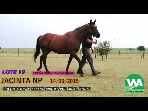 Lote JACINTA NP