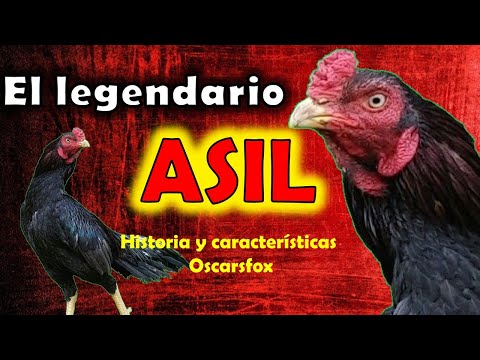 , title : 'ASIL gallo / Raza de gallinas legendaria y antigua 🤠👍👍💖💖💖💖'