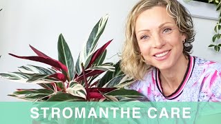 Stromanthe Plant Care - Green Moments With Juliette Ep #19
