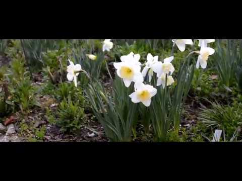 Frühlingsvibes | Er ist´s - Eduard Mörike | Twistin